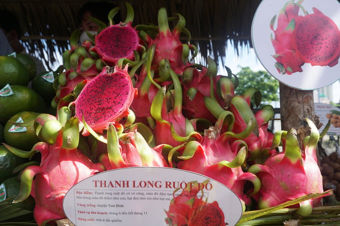 Thanh long ruột đỏ – nguyên liệu cho thanh long đỏ sấy thăng hoa